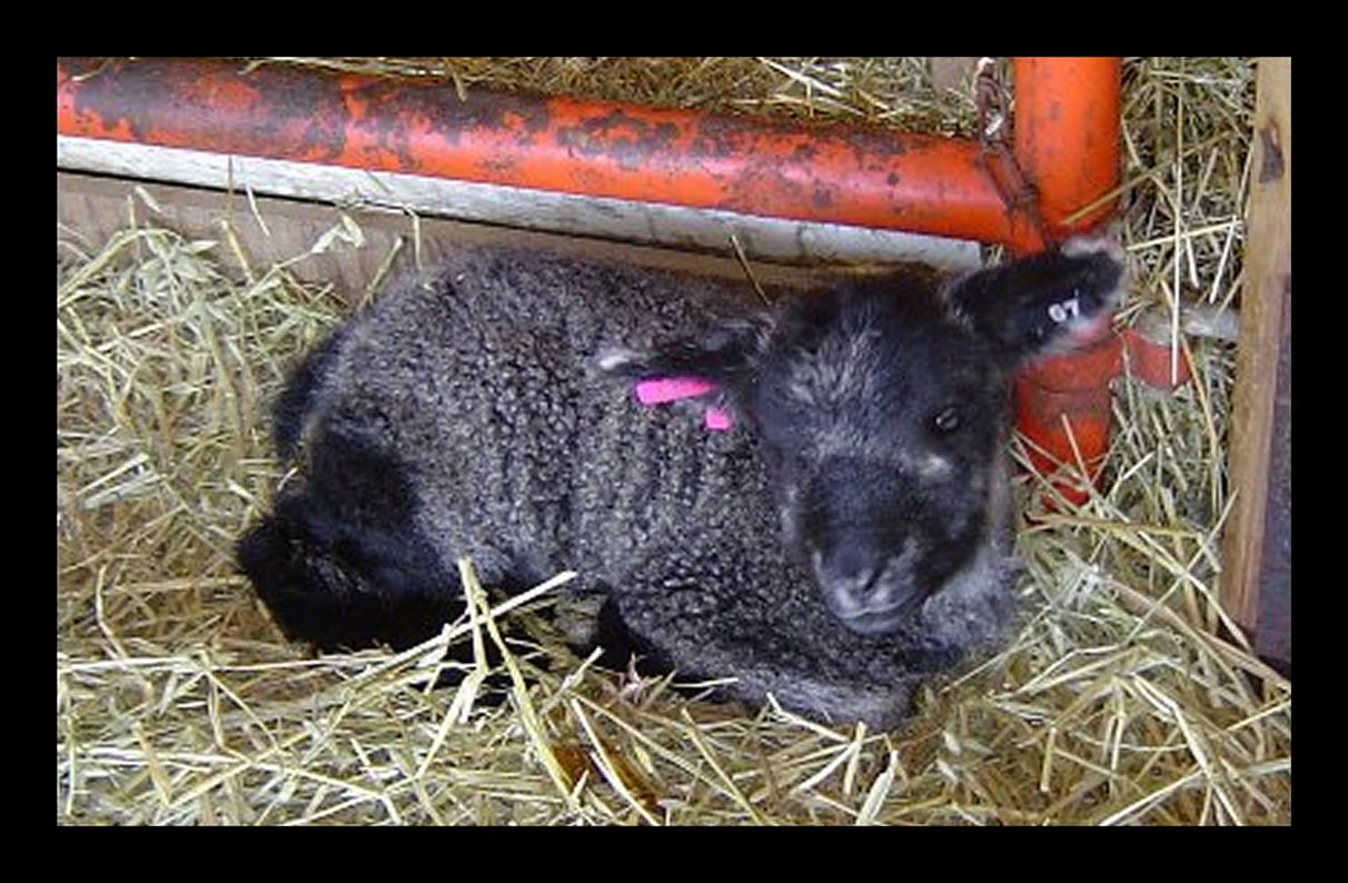 Lambs with face marking
